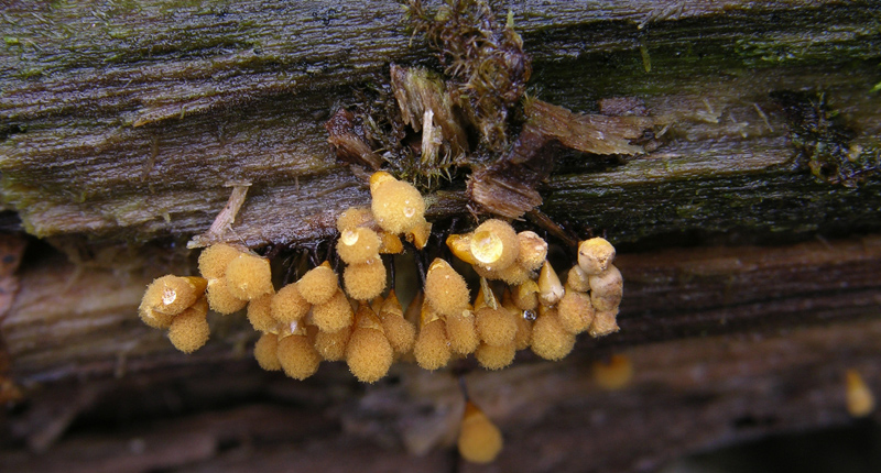 Hemitrichia clavata.